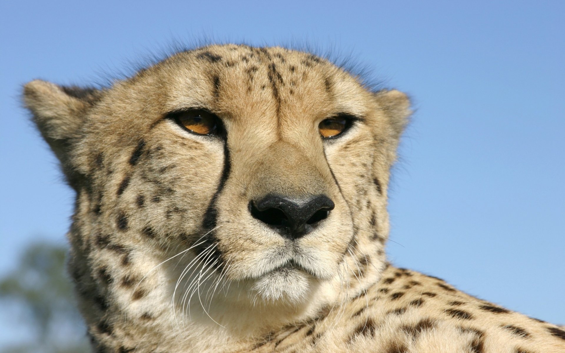 guépard tête yeux