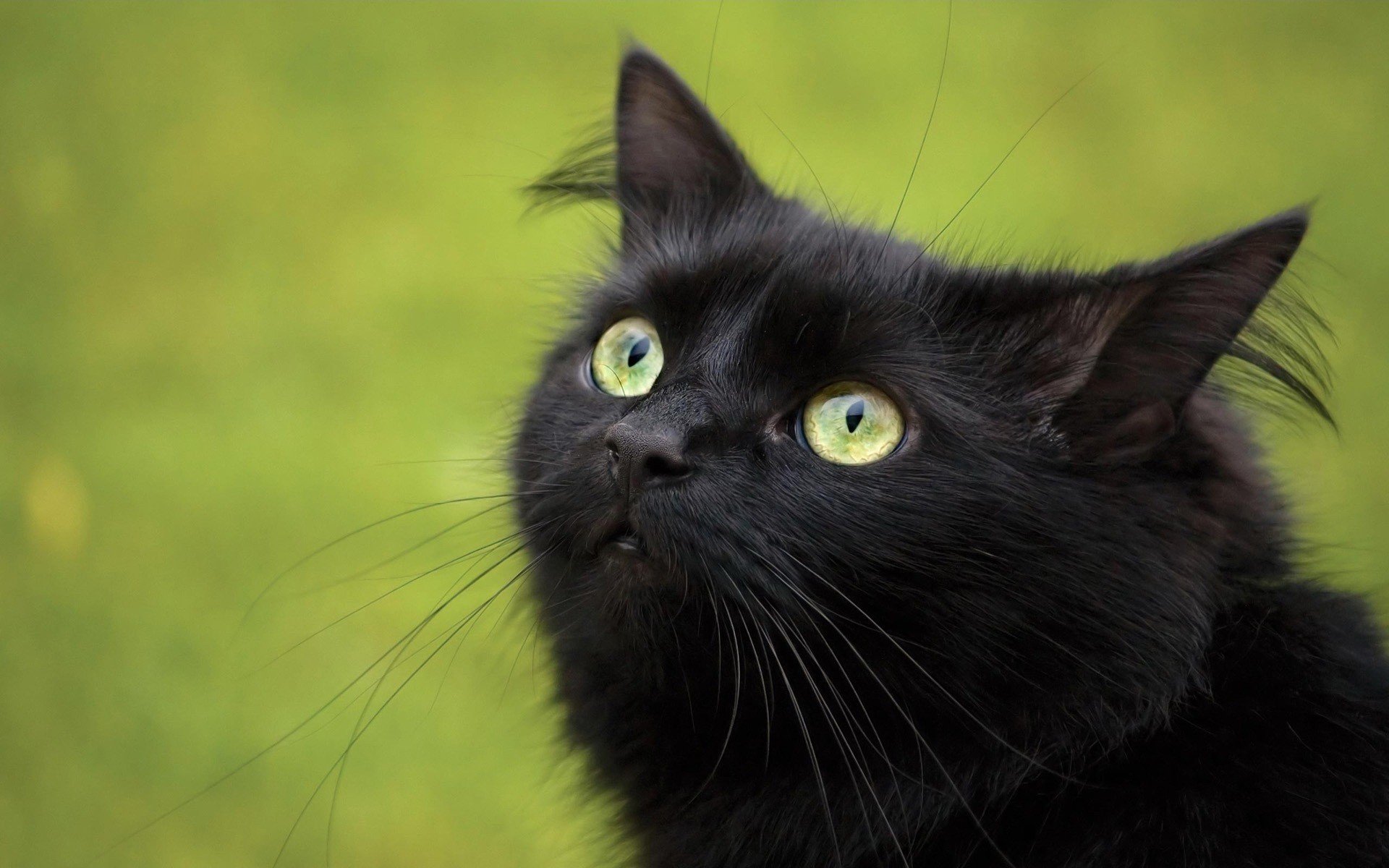 schwarz katze aussehen