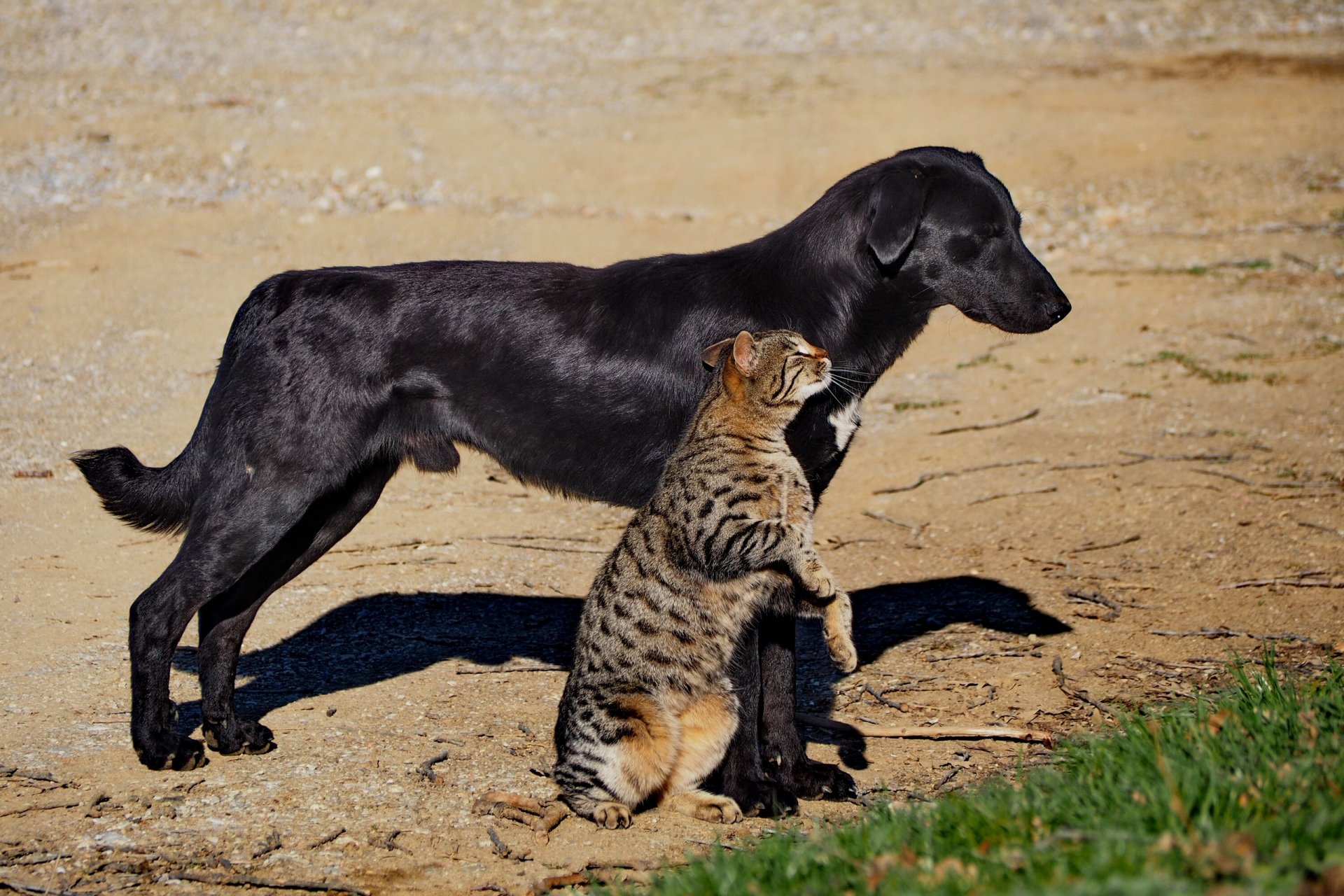 perro gato gato amistad amigos