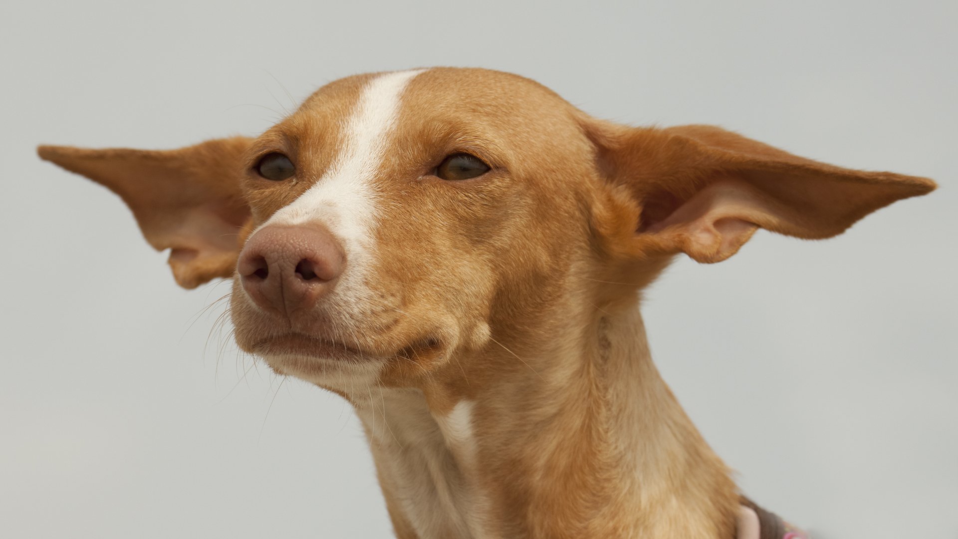 perro mirada amigo