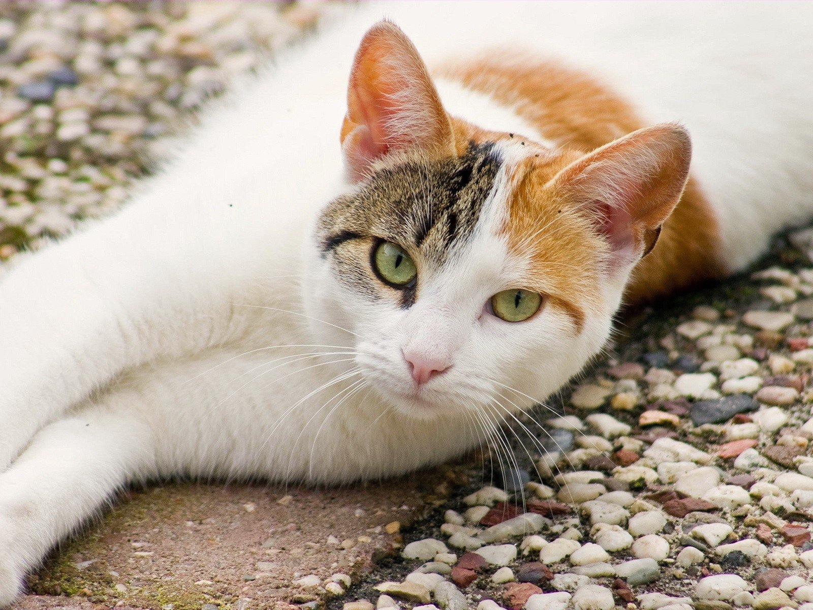 gato mirada