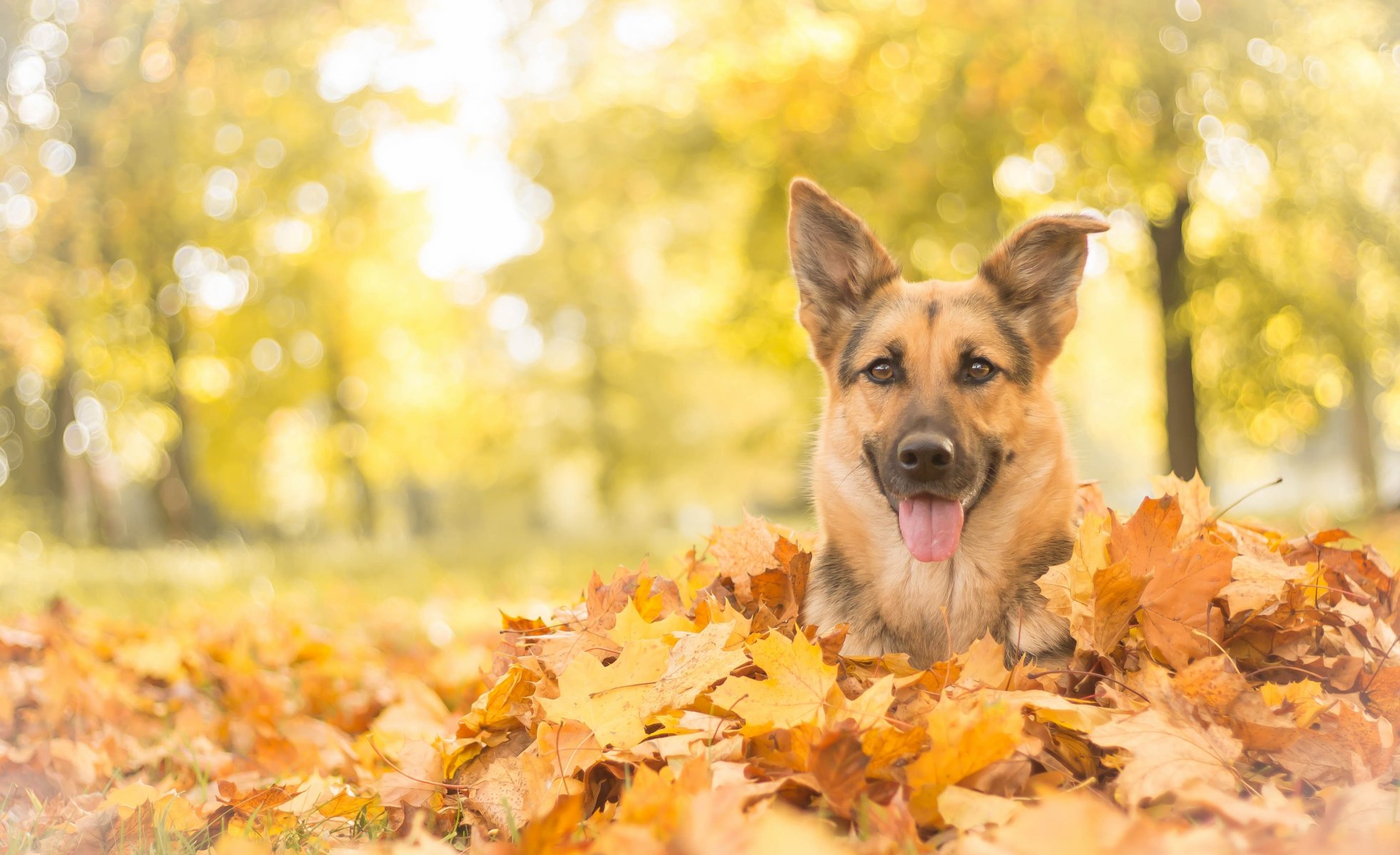 berger allemand berger allemand chien museau vue feuilles automne