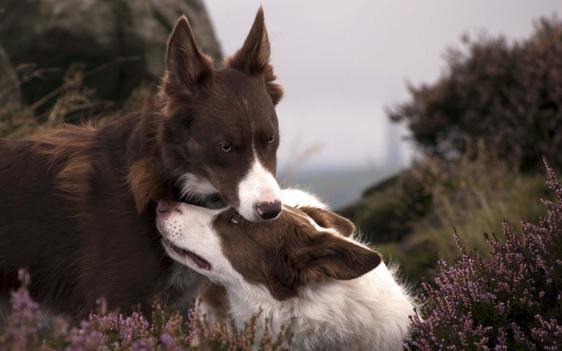 dogs nature background