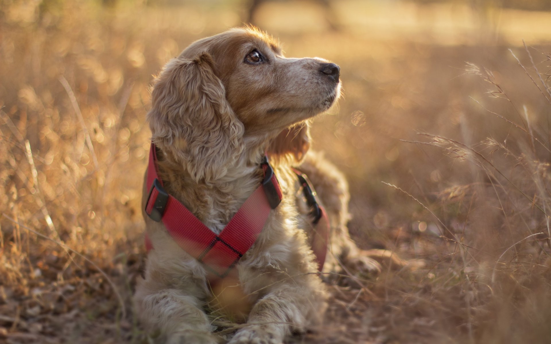 cane sguardo amico