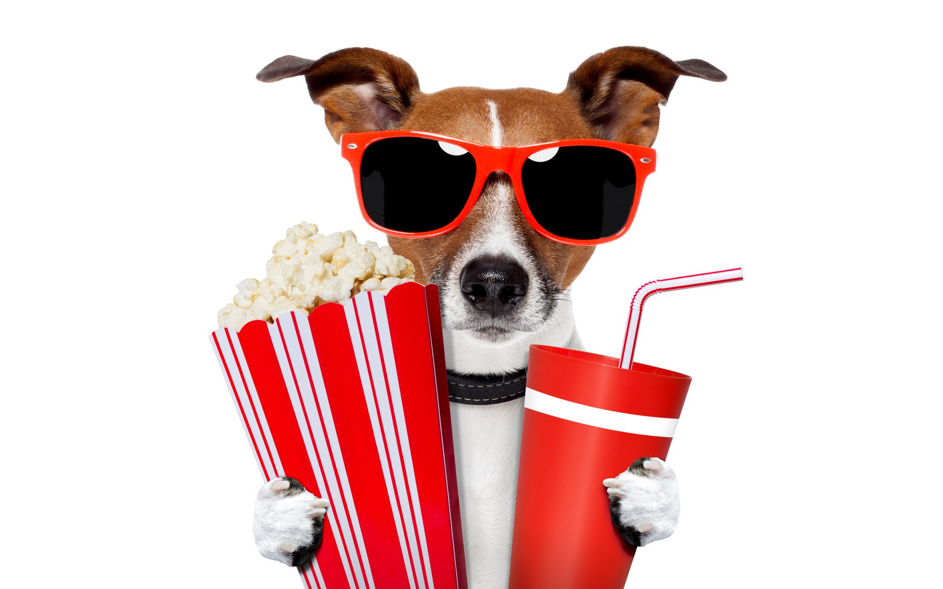 jack-russell-terrier brille tassen trinken röhrchen popcorn humor weißer hintergrund