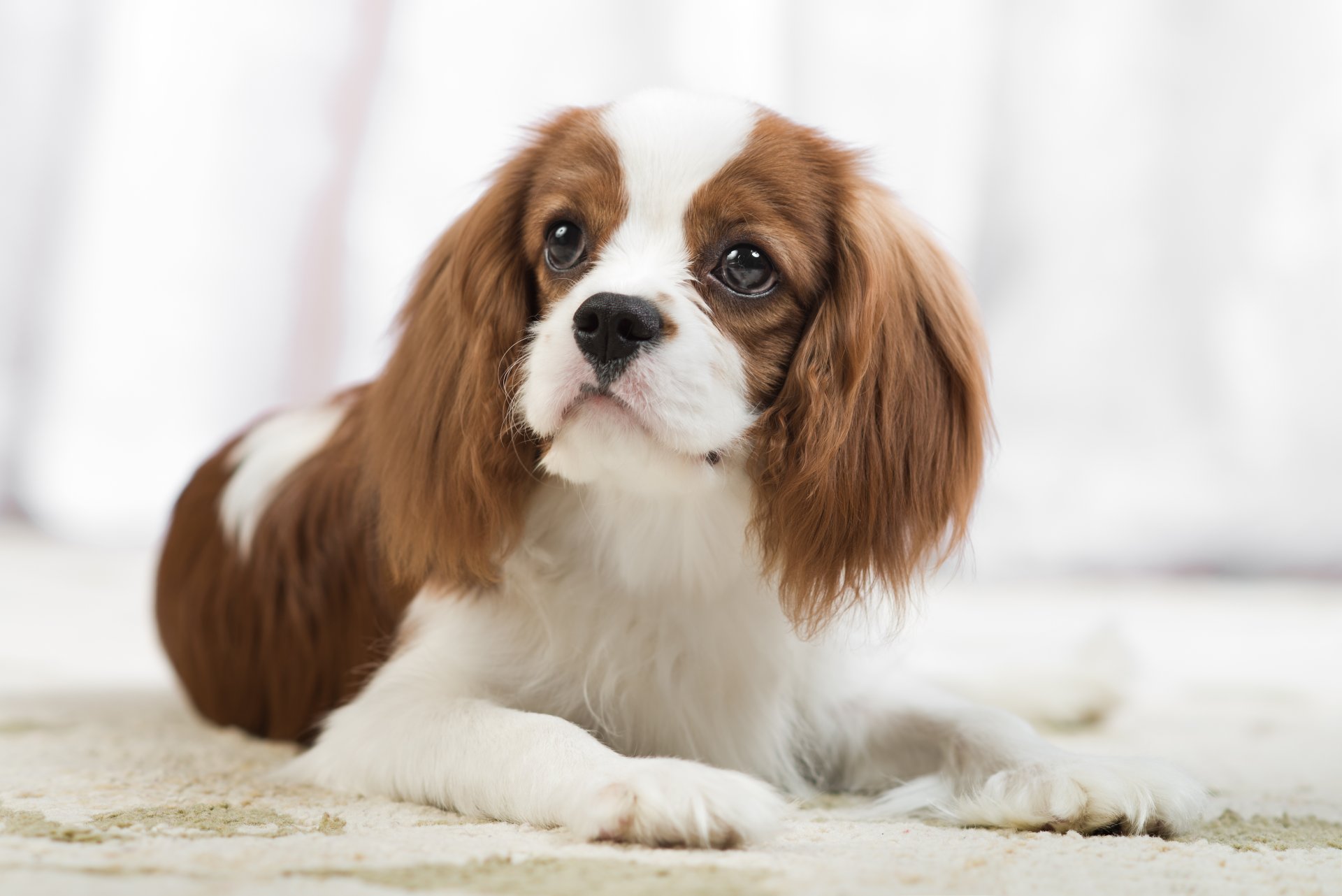 cavalier king charles spaniel spaniel dog view portrait