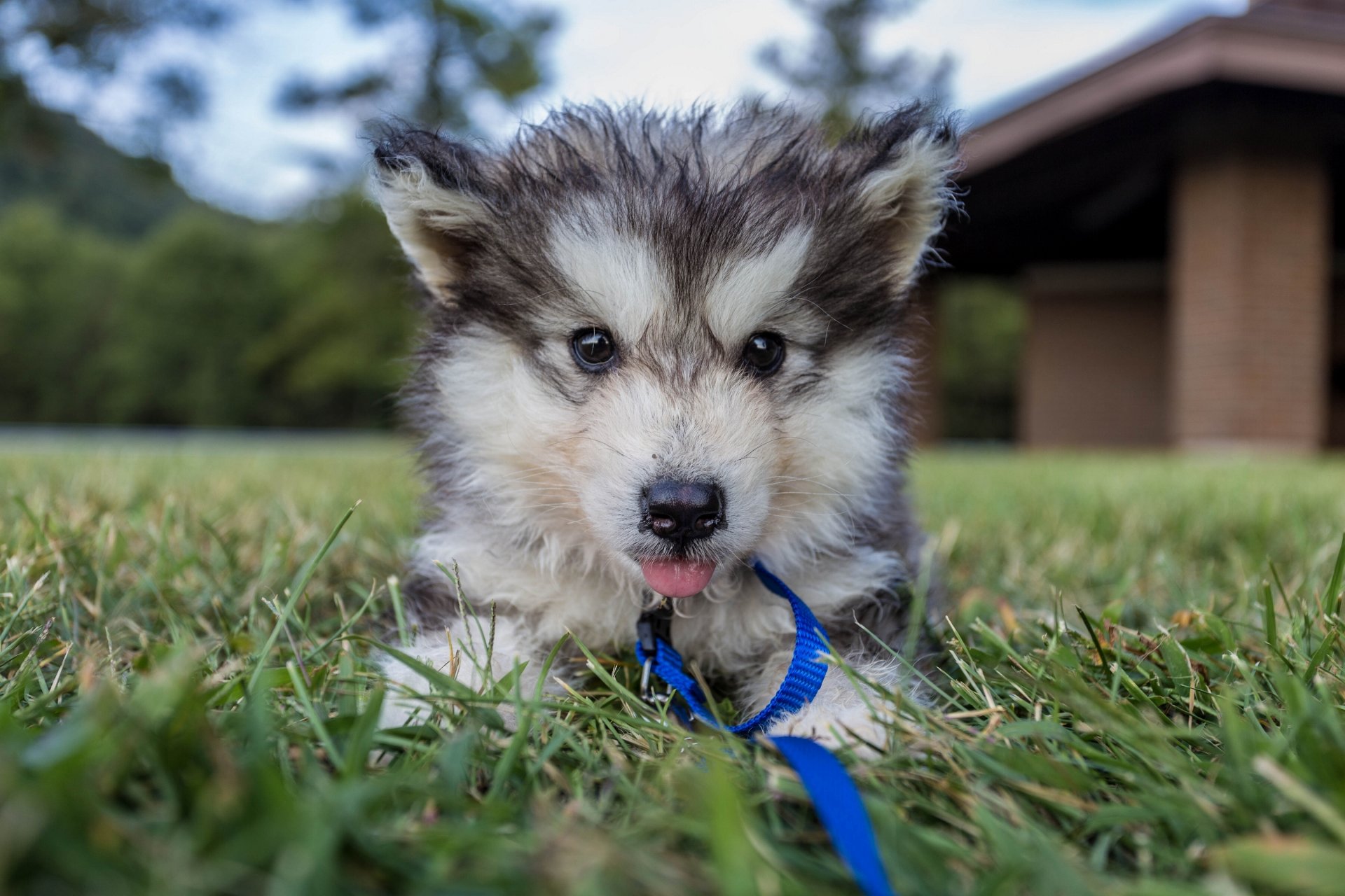 malamute welpe hund