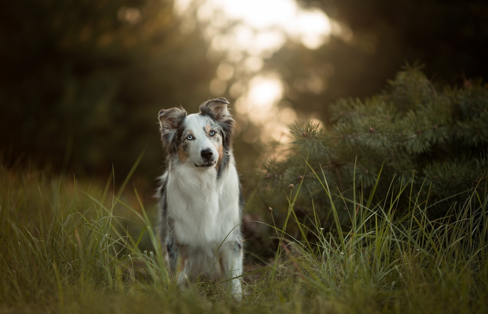 pastor australiano aussie perro hierba