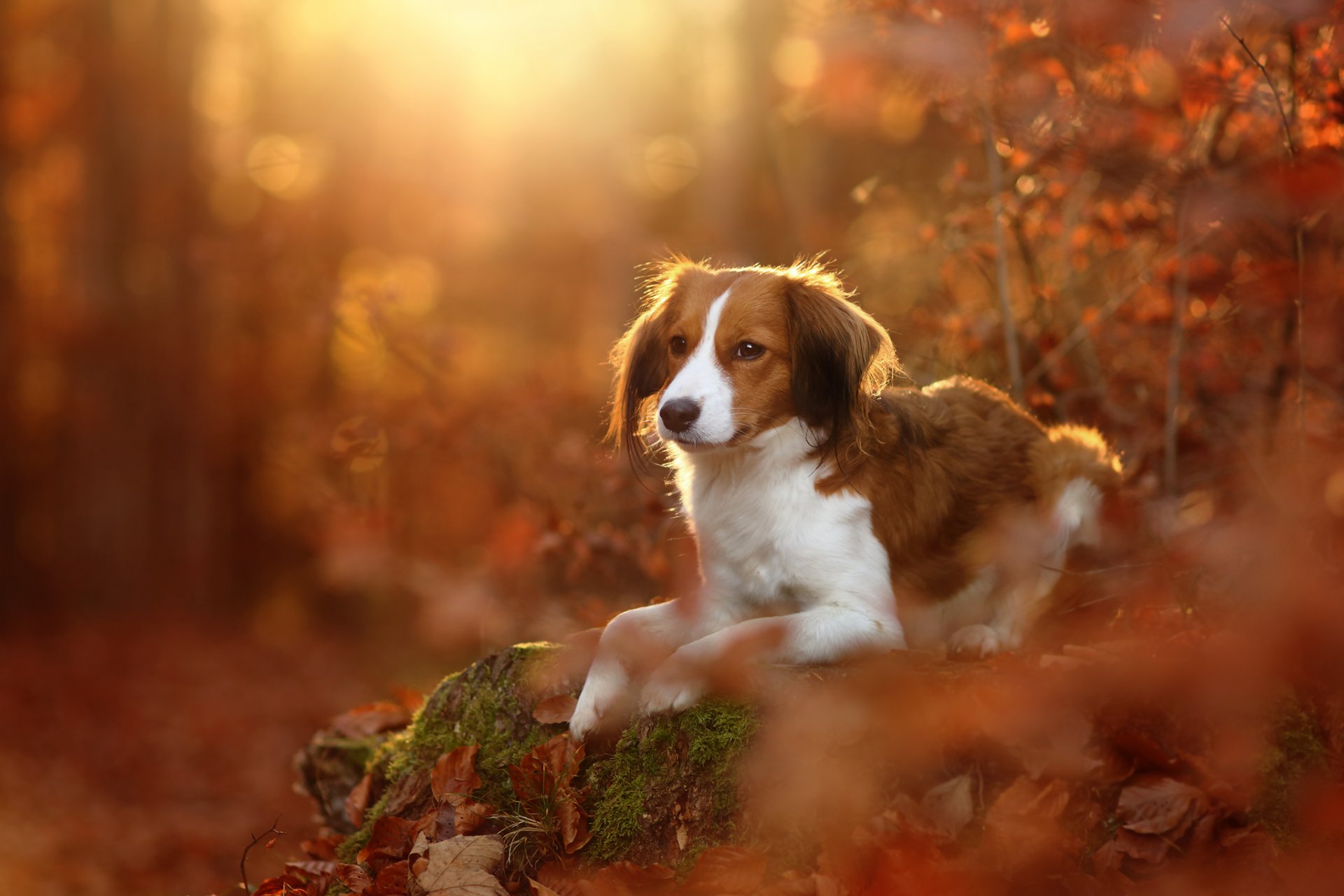 kooikerhondje dog leaves autumn