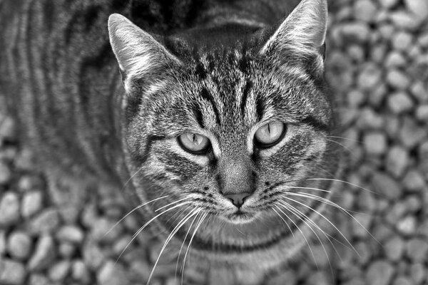 El gato lanza una mirada de cerca, fotografía en blanco y negro