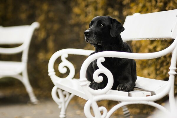 A black dog is lying on a white bench