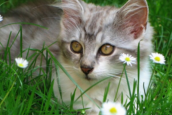 Eine graue Katze liegt auf dem grünen Rasen