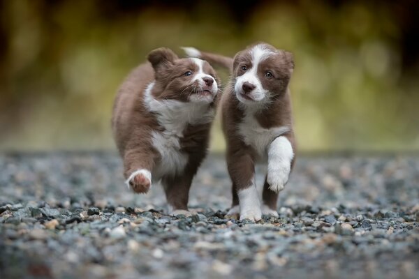 Wallpaper two puppies running