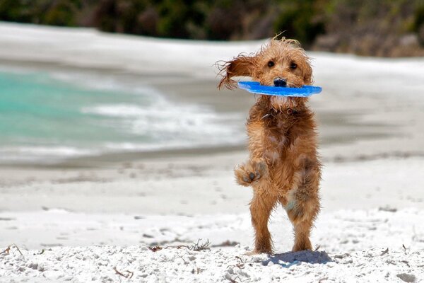 Rothaarige Hund spielt mit Frisbee am Ufer