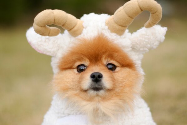 A dog dressed as a Christmas lamb