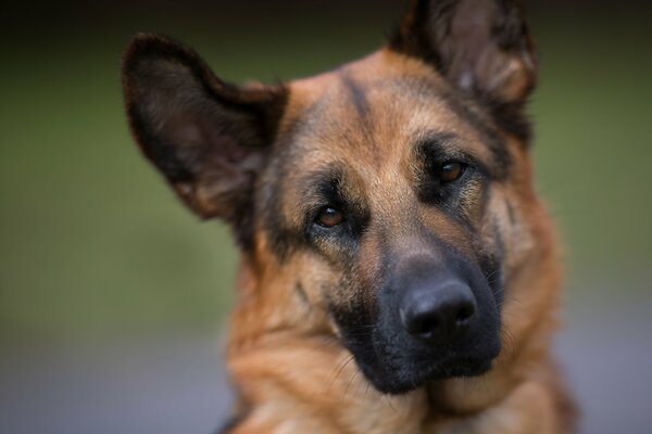 Chien ami de l homme. chien de berger