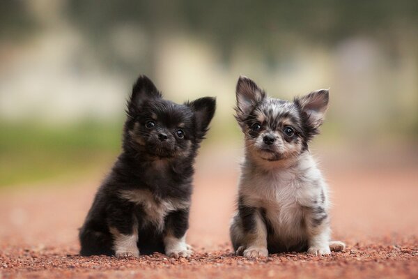 Pareja de niños Chihuahua