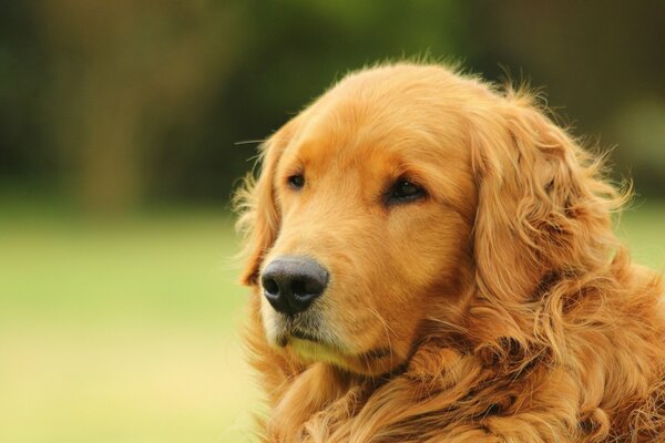 Golden retriever on a blurry background