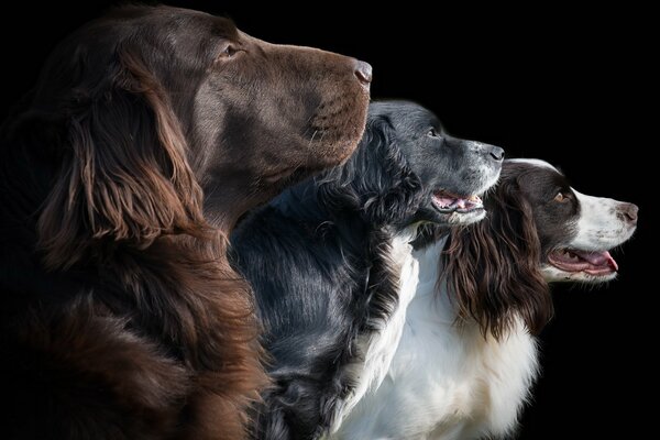 Four loyal human friends