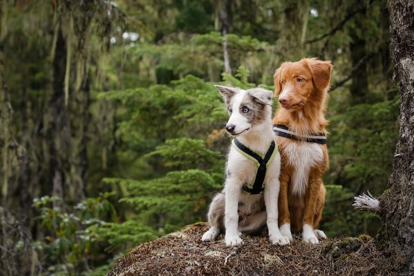 An elegant and very chic couple of dogs