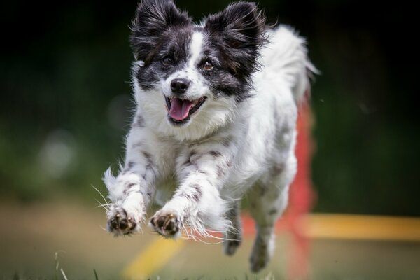 Un perro alegre y feliz corre hacia el encuentro