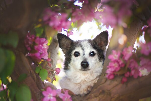 Il muso del cane fa capolino dai fiori sull albero