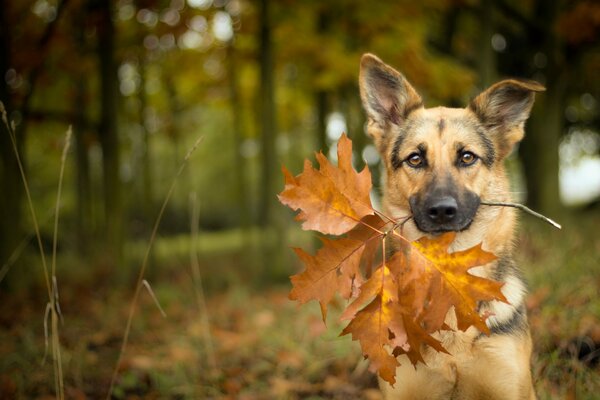 La mirada de un perro fiel en otoño