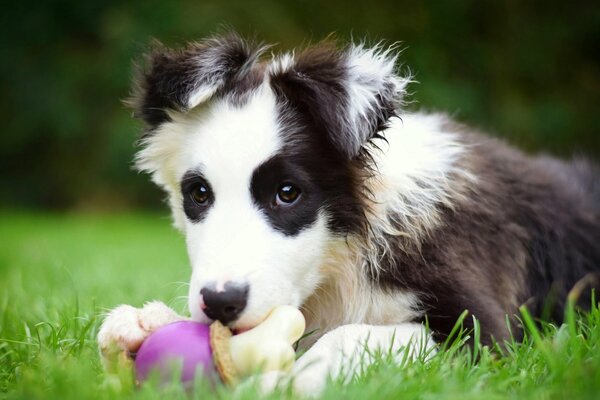 Border Collie cucciolo con giocattolo carino foto