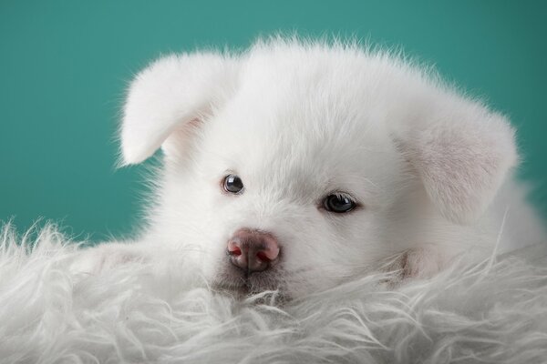 A white puppy on a blanket