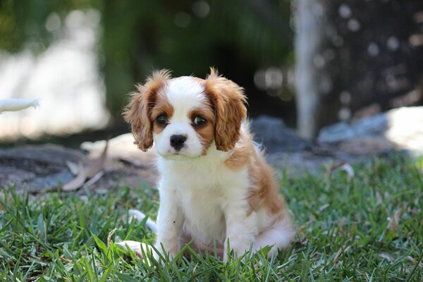 Cachorro con ojos tristes en la hierba