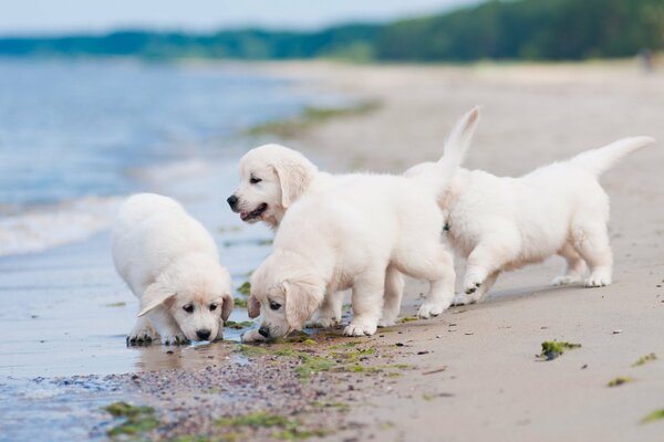 Cuccioli bianchi sulla spiaggia di sabbia