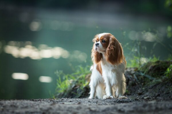 Cute spaniel dog in nature