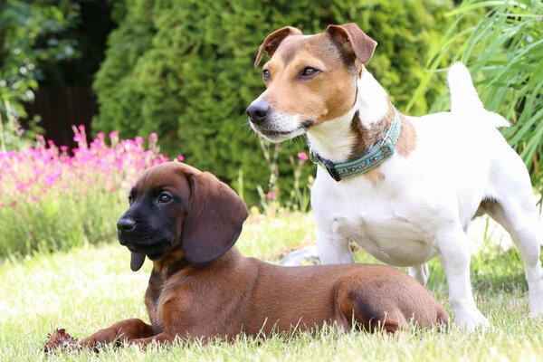 Dos perros de diferentes razas en el césped