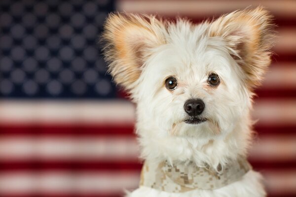 A loyal friend on the background of the flag