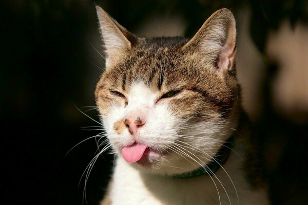 Eine Katze, die ihre Zunge angezündet und herausgerissen hat