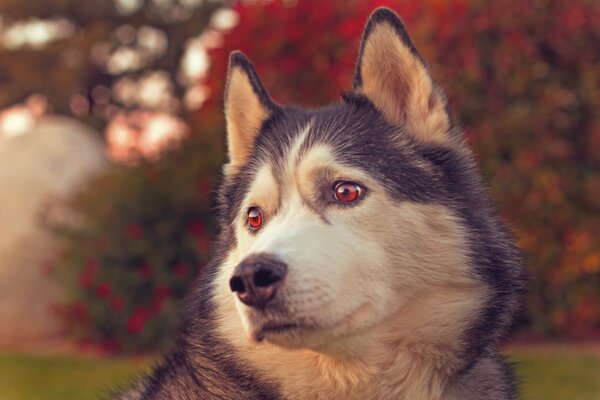 Ein Husky mit einem traurigen Blick. Huskies in der Nähe