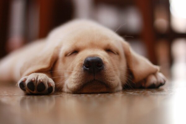 A little puppy is sleeping on the floor