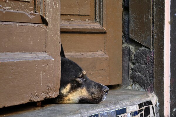 Gelangweilter Hund liebt es sich auszuruhen