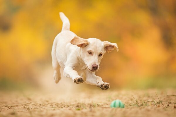 Dog jumping ball and jump