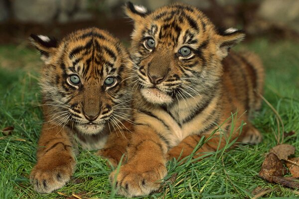 Petits tigres assis dans un câlin