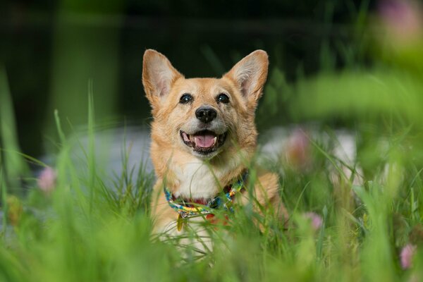 Welsh corgi lying in the green grass