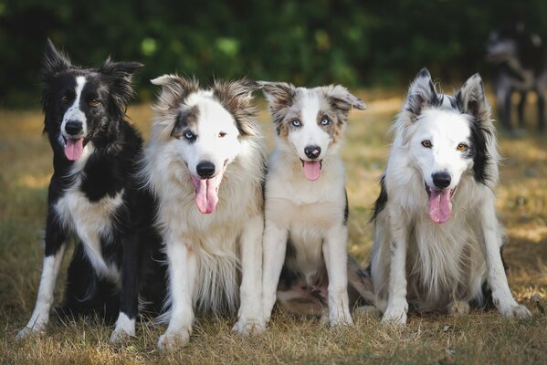 Cuatro hermosos perros de la misma raza