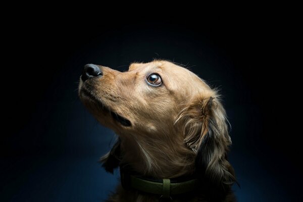 Hocico de perro sobre fondo negro