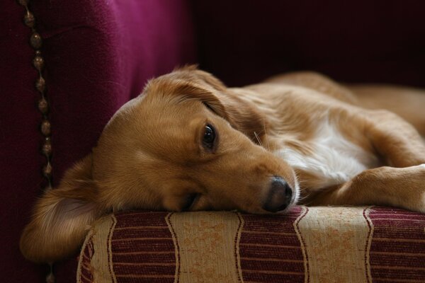 El perro se acuesta en la otomana y descansa