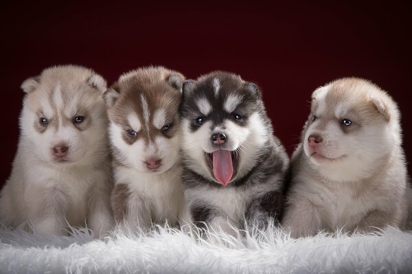 Freunde des menschlichen Husky-Welpen sind lustig