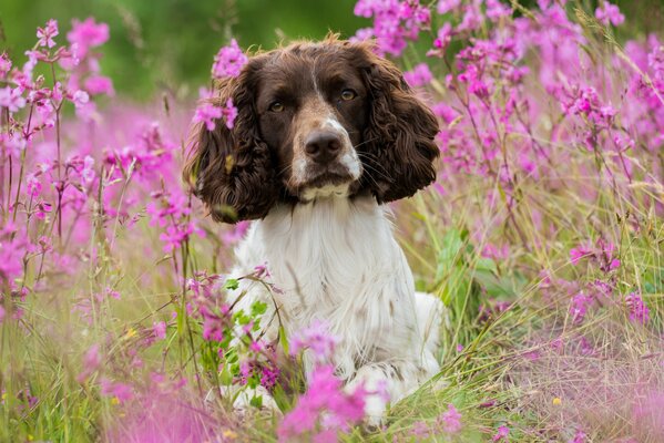 Some dogs love flowers