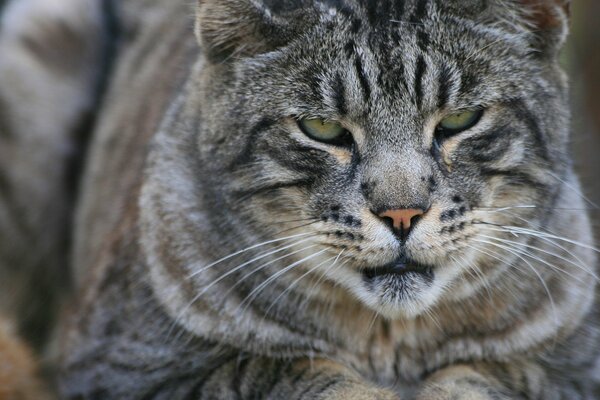 Große und ernste Wildkatze