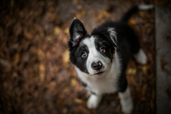 Le regard du chiot d en bas