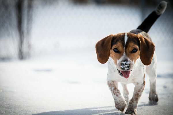 Promenade d hiver d un chien heureux