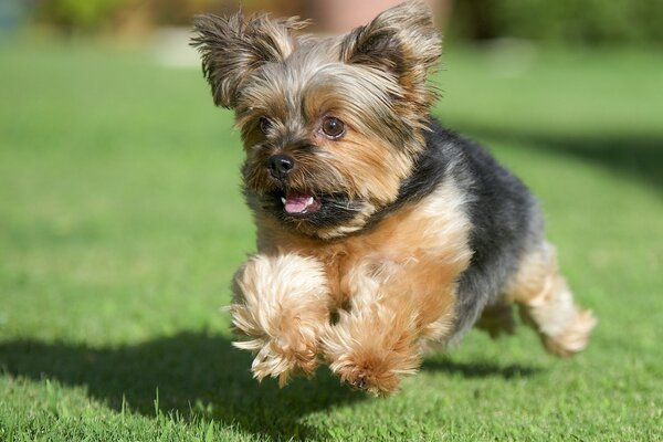 Yorkshire Terrier corriendo en el césped